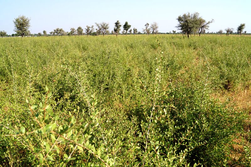 Keo Henna Field Image 1