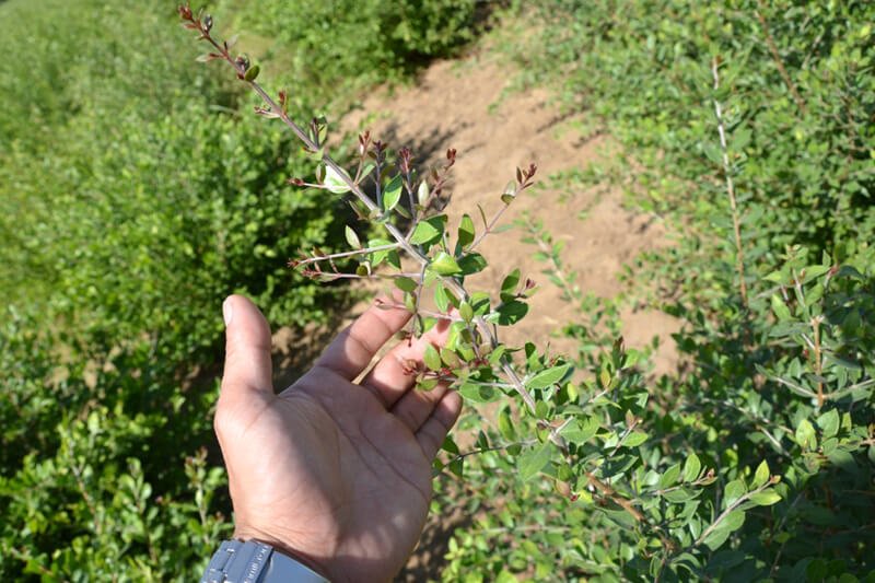 Keo Henna Field Image 15