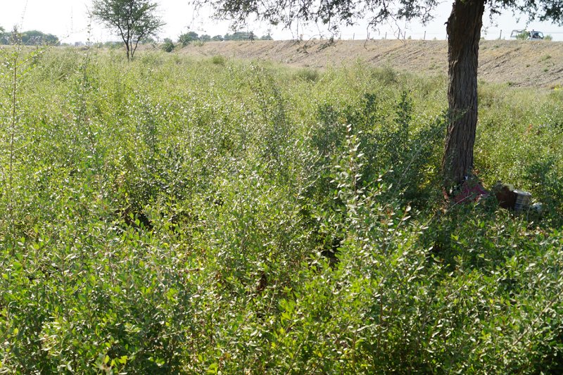 Keo Henna Field Image 16