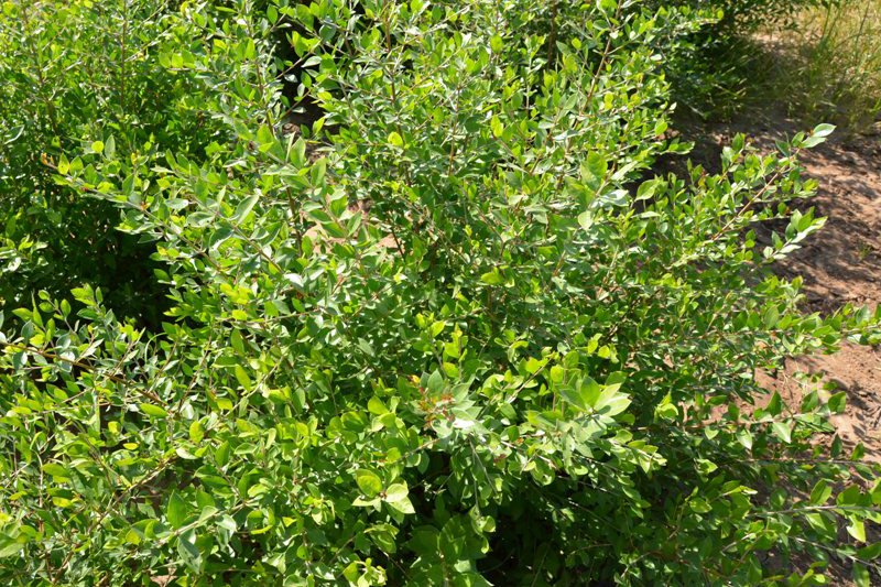 Keo Henna Field Image 17