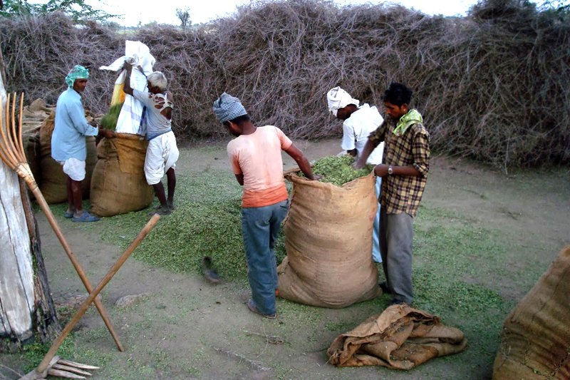 Keo Henna Field Image 19