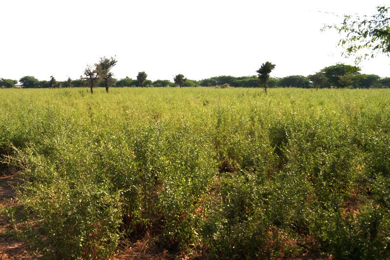 Keo Henna Field Image 2