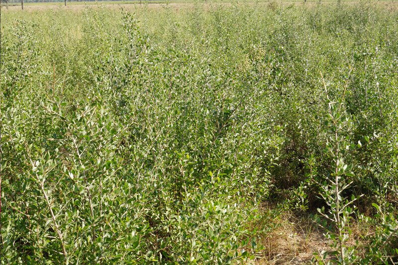 Keo Henna Field Image 8