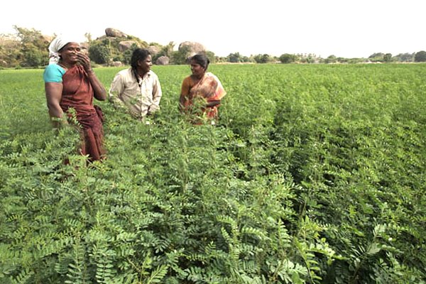 Keo Indigo Field Image 7