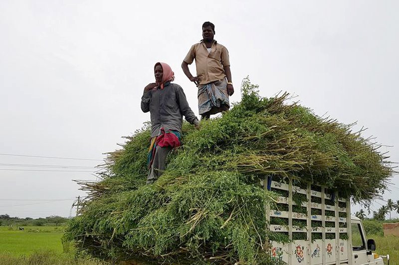 Keo Indigo Field Image 14