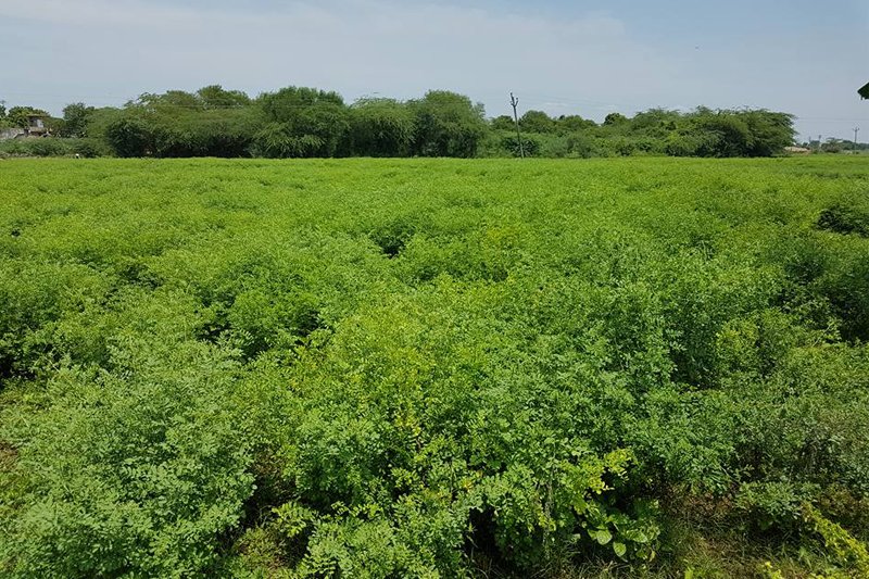 Keo Indigo Field Image 15