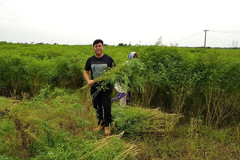 Keo Indigo Field Image 16